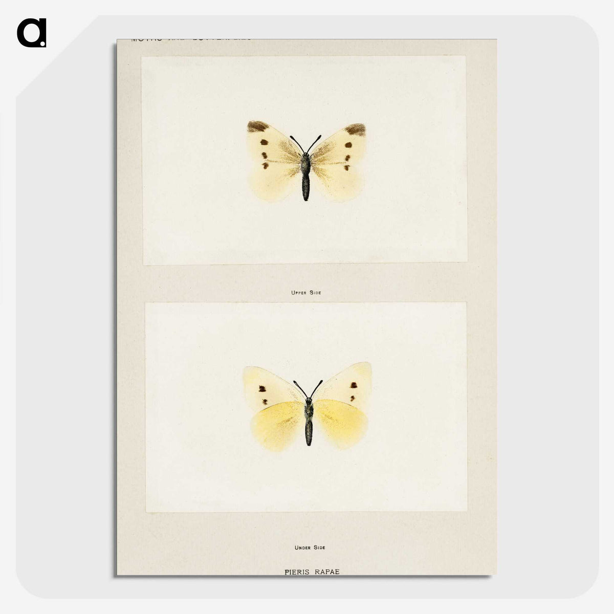 1-69_Moths-and-Butterflies-of-the-United-States_picture-crop