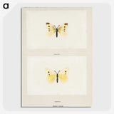 1-69_Moths-and-Butterflies-of-the-United-States_picture-crop