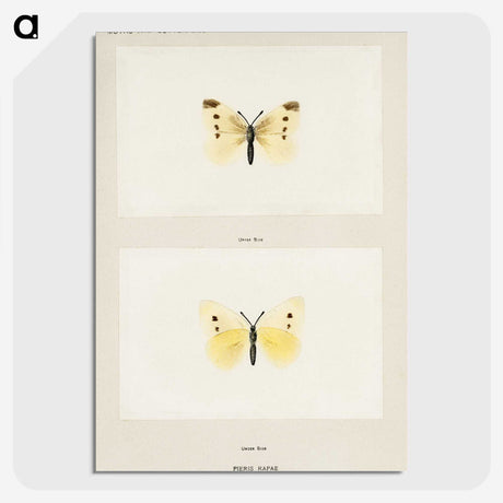 1-69_Moths-and-Butterflies-of-the-United-States_picture-crop