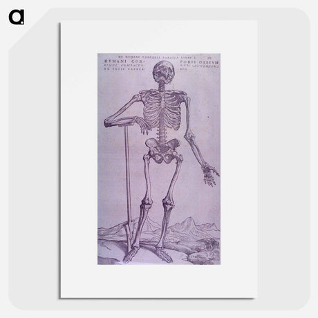 アートポスター-Bone Structure Illustration
 - 国立医学図書館 Poster.