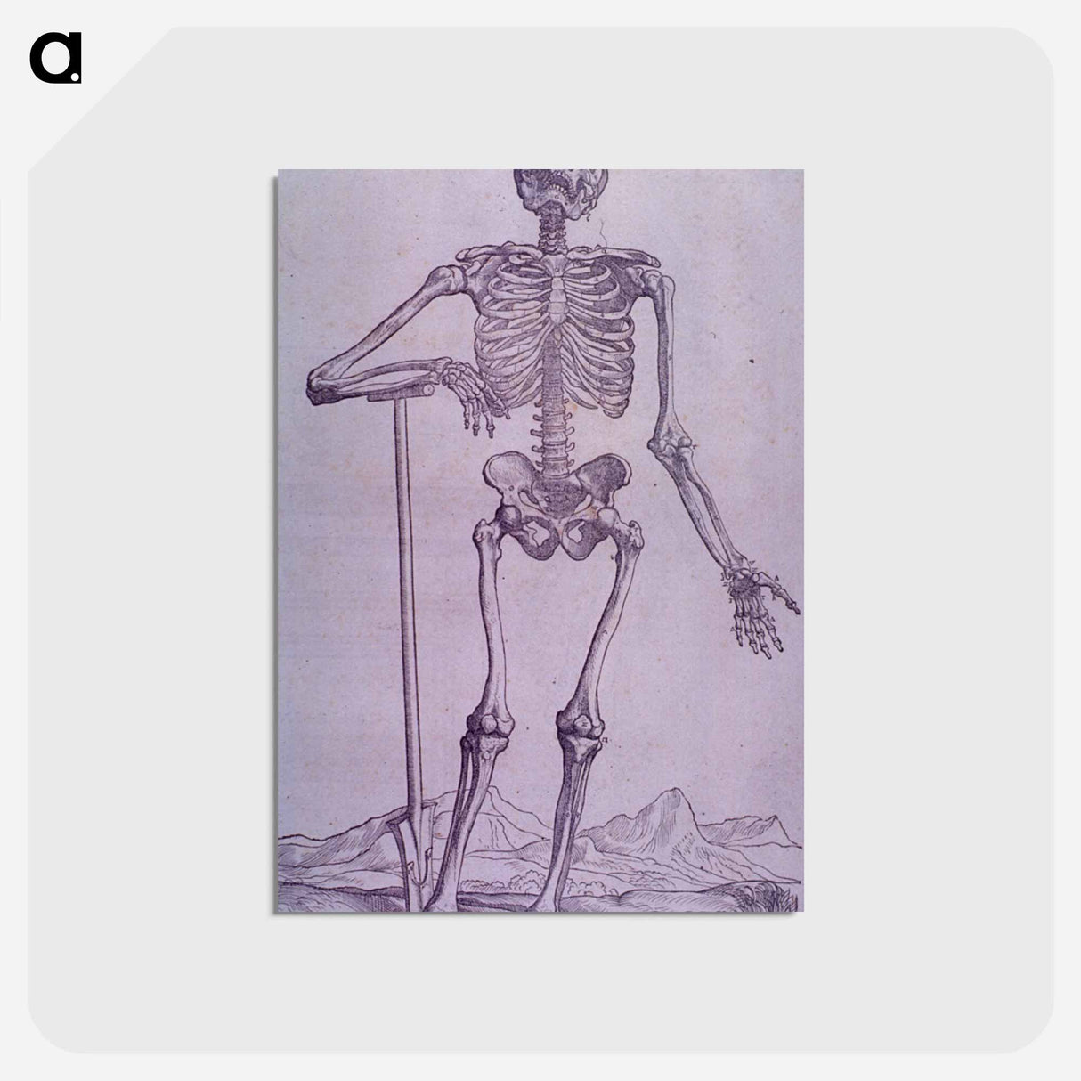 アートポストカード-Bone Structure Illustration
 - 国立医学図書館 Postcard.