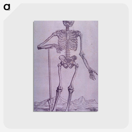 アートポストカード-Bone Structure Illustration
 - 国立医学図書館 Postcard.