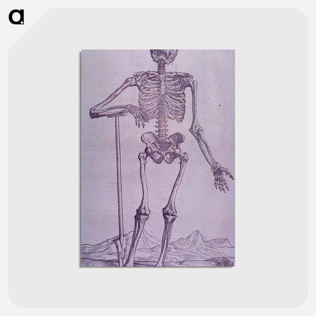 アートポストカード-Bone Structure Illustration
 - 国立医学図書館 Postcard.