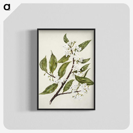 1-69_Native-Flowering-Plants-of-New-Zealand_blk-crop