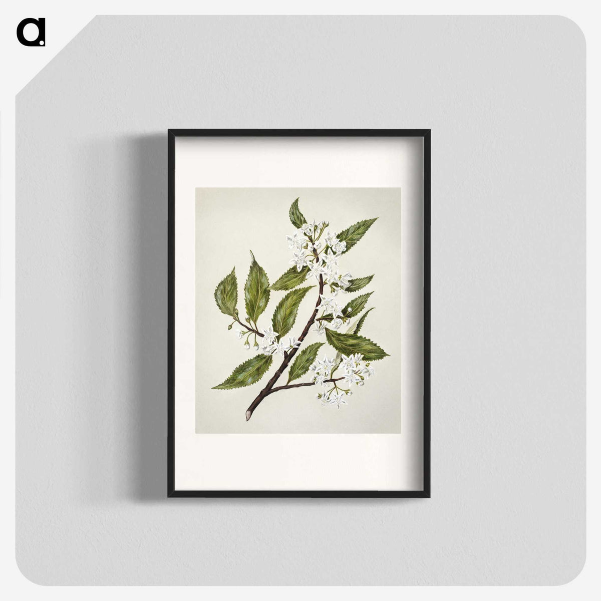 1-69_Native-Flowering-Plants-of-New-Zealand_blk