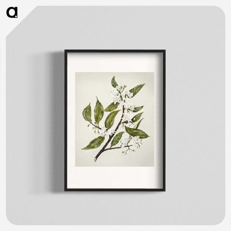 1-69_Native-Flowering-Plants-of-New-Zealand_blk