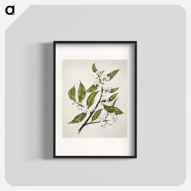 1-69_Native-Flowering-Plants-of-New-Zealand_blk