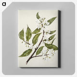 1-69_Native-Flowering-Plants-of-New-Zealand_canvas