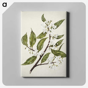 1-69_Native-Flowering-Plants-of-New-Zealand_canvas