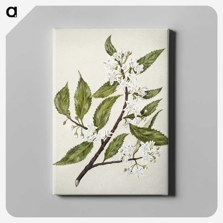 1-69_Native-Flowering-Plants-of-New-Zealand_canvas