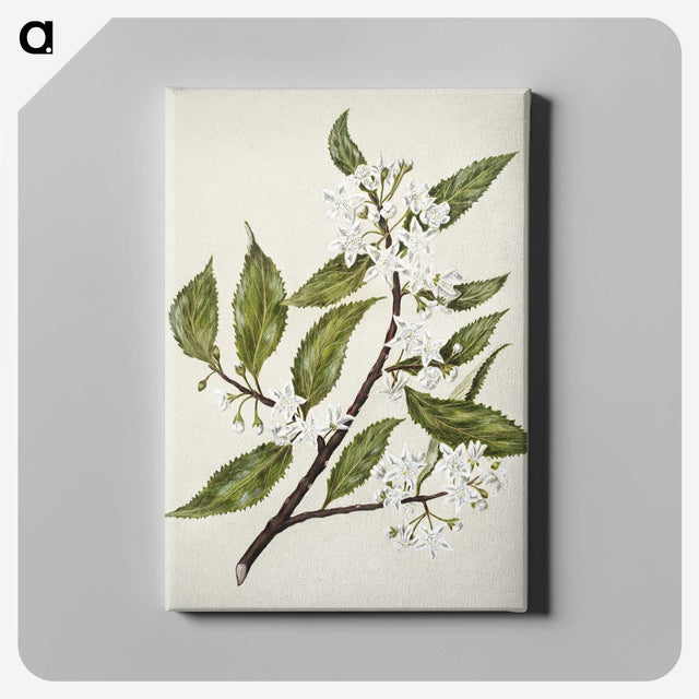 1-69_Native-Flowering-Plants-of-New-Zealand_canvas
