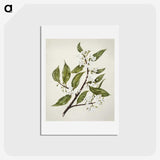 1-69_Native-Flowering-Plants-of-New-Zealand_hagaki