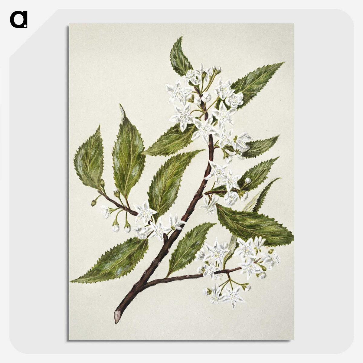 1-69_Native-Flowering-Plants-of-New-Zealand_picture-crop