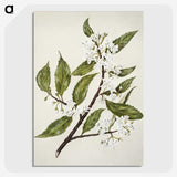 1-69_Native-Flowering-Plants-of-New-Zealand_picture-crop