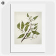 1-69_Native-Flowering-Plants-of-New-Zealand_picture