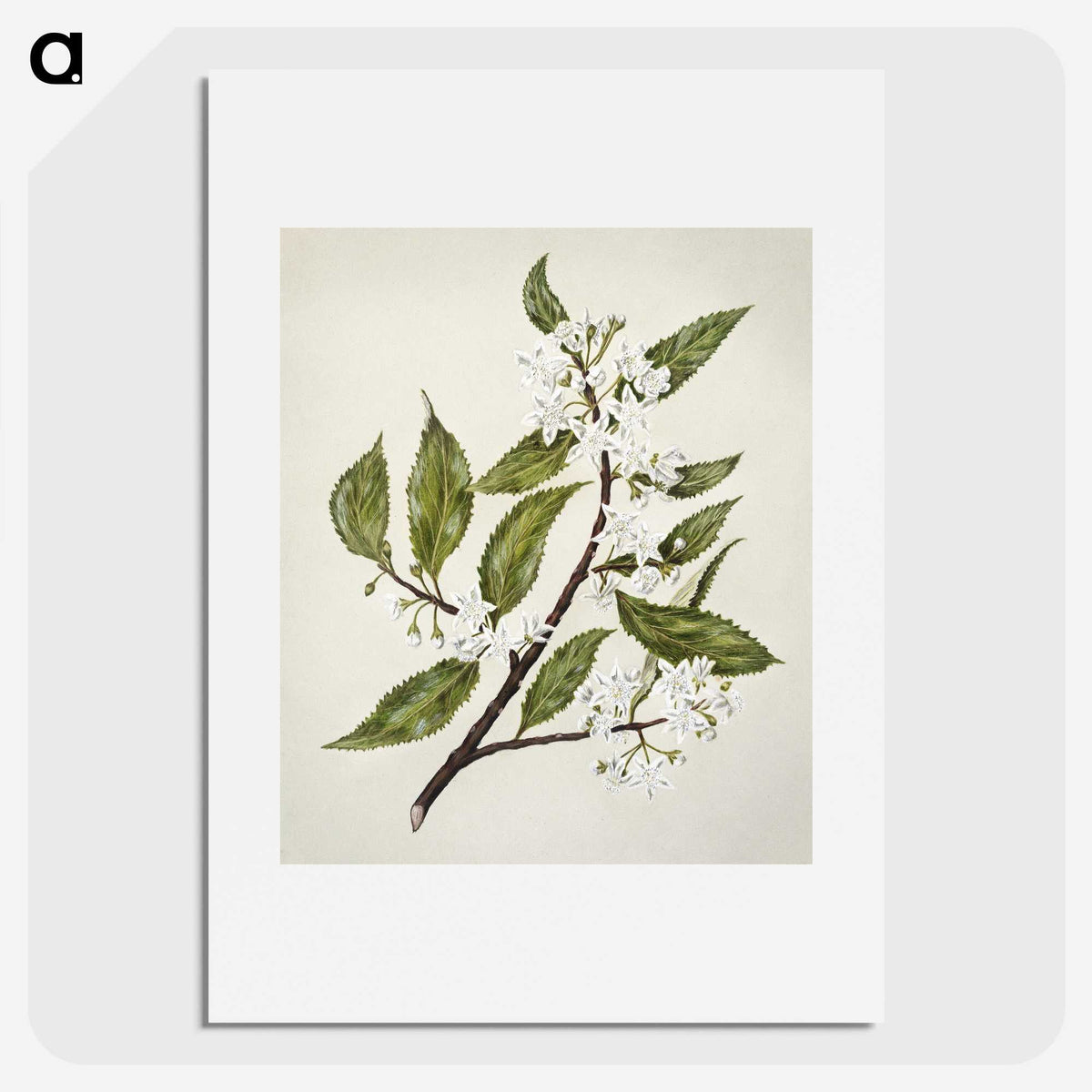 1-69_Native-Flowering-Plants-of-New-Zealand_picture
