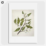 1-69_Native-Flowering-Plants-of-New-Zealand_picture