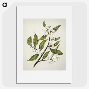 1-69_Native-Flowering-Plants-of-New-Zealand_picture