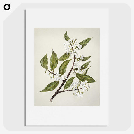 1-69_Native-Flowering-Plants-of-New-Zealand_picture