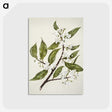 1-69_Native-Flowering-Plants-of-New-Zealand_postcard