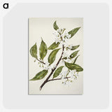 1-69_Native-Flowering-Plants-of-New-Zealand_postcard