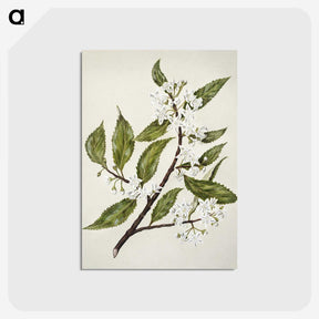 1-69_Native-Flowering-Plants-of-New-Zealand_postcard