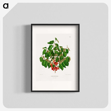 1-69_Nederlandsche-Flora-en-Pomona_blk