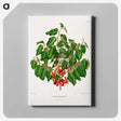1-69_Nederlandsche-Flora-en-Pomona_canvas