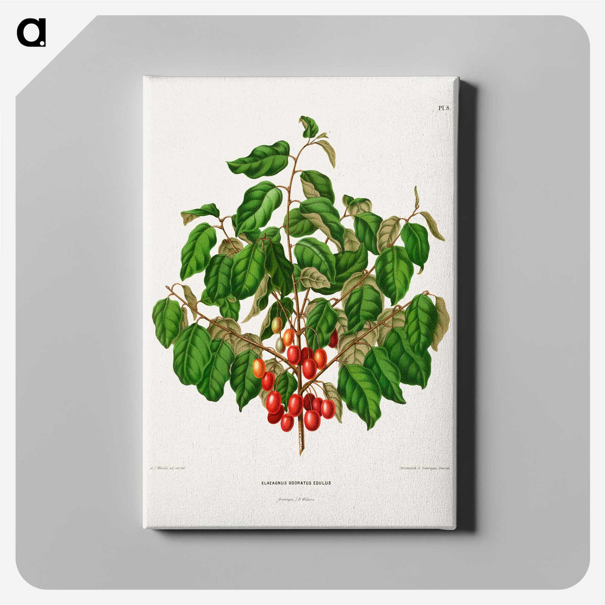 1-69_Nederlandsche-Flora-en-Pomona_canvas