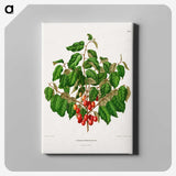 1-69_Nederlandsche-Flora-en-Pomona_canvas