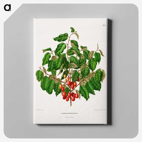 1-69_Nederlandsche-Flora-en-Pomona_canvas