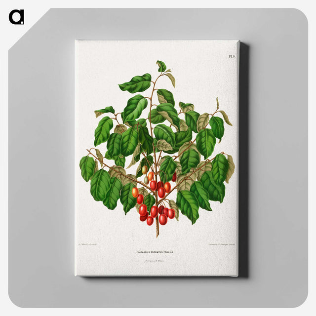 1-69_Nederlandsche-Flora-en-Pomona_canvas