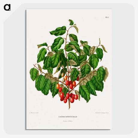 1-69_Nederlandsche-Flora-en-Pomona_picture-crop