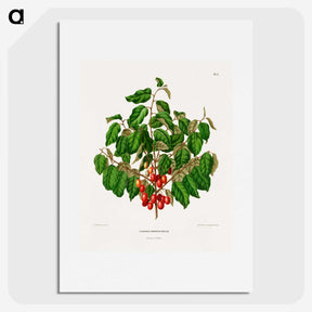 1-69_Nederlandsche-Flora-en-Pomona_picture