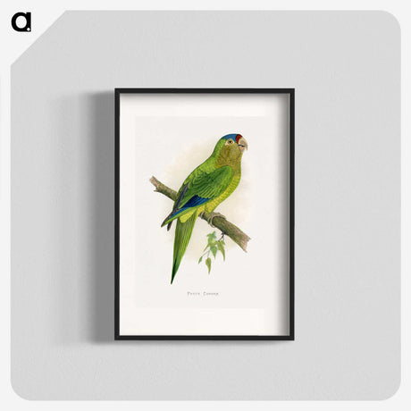 1-69_Parrots-in-Captivity_blk