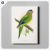 1-69_Parrots-in-Captivity_canvas