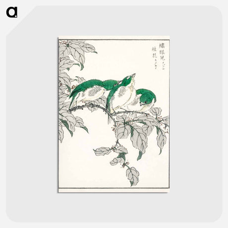 アートポストカード-Japanese White-eye and Osmanthus Fragrans
 - 鳥類図鑑 Postcard.