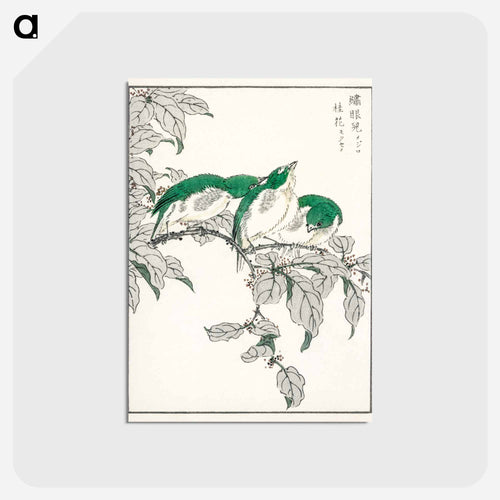 Japanese White-eye and Osmanthus Fragrans
 - 鳥類図鑑 Postcard.