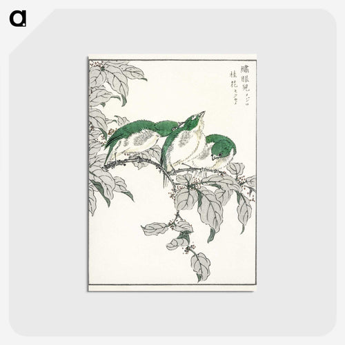 メジロとキンモクセイ - 鳥類図鑑 Postcard.
