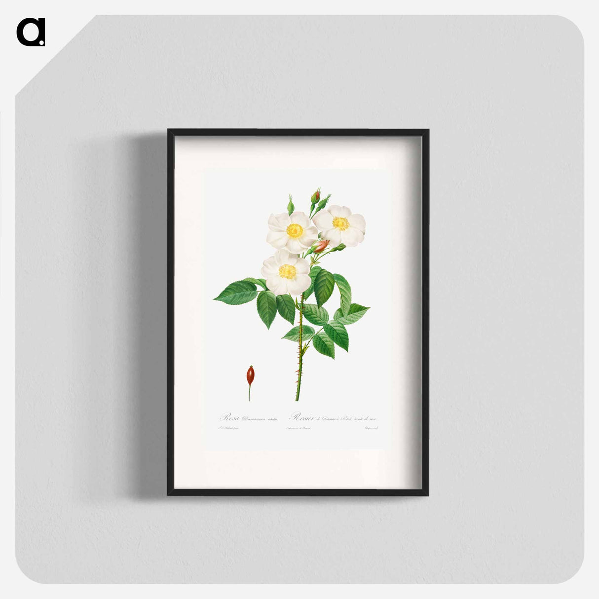Rosa Damascena, Subalba - Pierre Joseph Redouté Poster.
