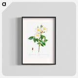 Rosa Damascena, Subalba - Pierre Joseph Redouté Poster.