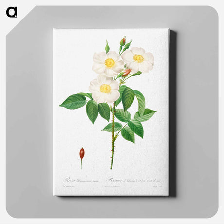 アートパネル-Rosa Damascena, Subalba - ピエール ジョゼフ ルドゥーテ Canvas.