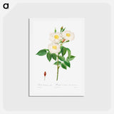 アートポストカード-Rosa Damascena, Subalba - ピエール ジョゼフ ルドゥーテ Postcard.