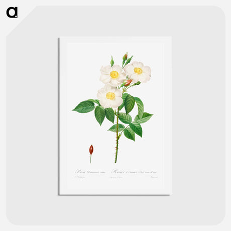 アートポストカード-Rosa Damascena, Subalba - ピエール ジョゼフ ルドゥーテ Postcard.