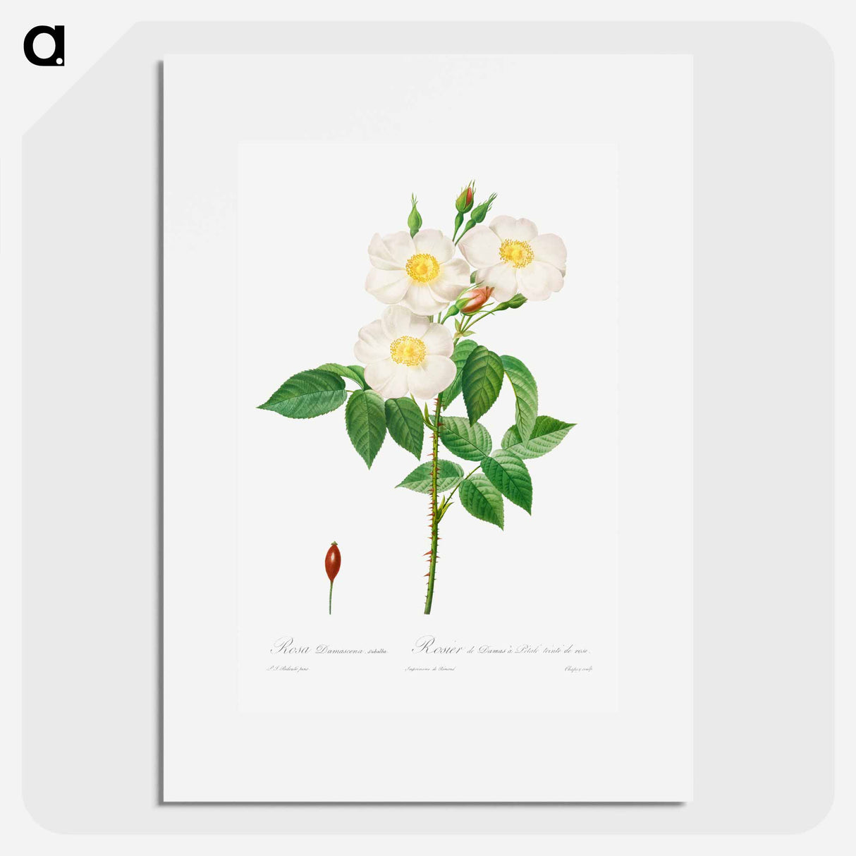 Rosa Damascena, Subalba - Pierre Joseph Redouté Poster.