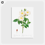 アートポストカード-Rosa Damascena, Subalba - ピエール ジョゼフ ルドゥーテ Postcard.