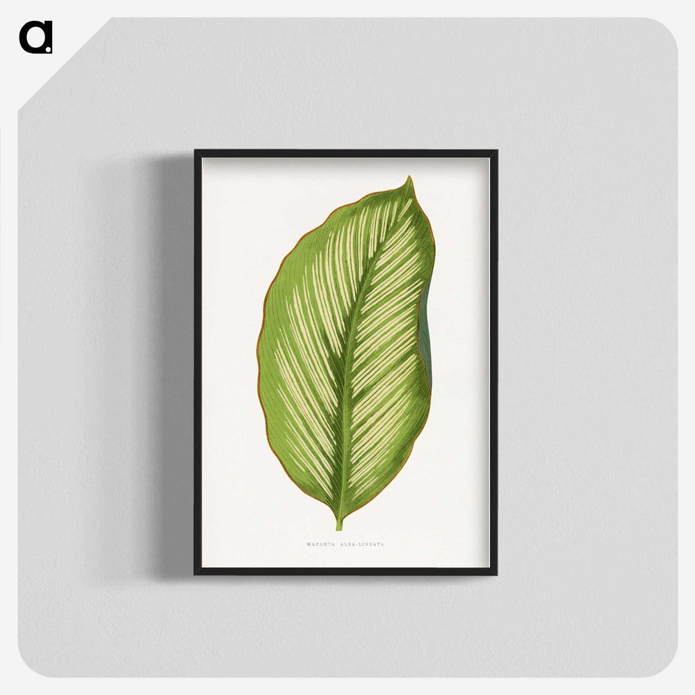 1-69_Plants-with-Colored-Foliage_blk-crop