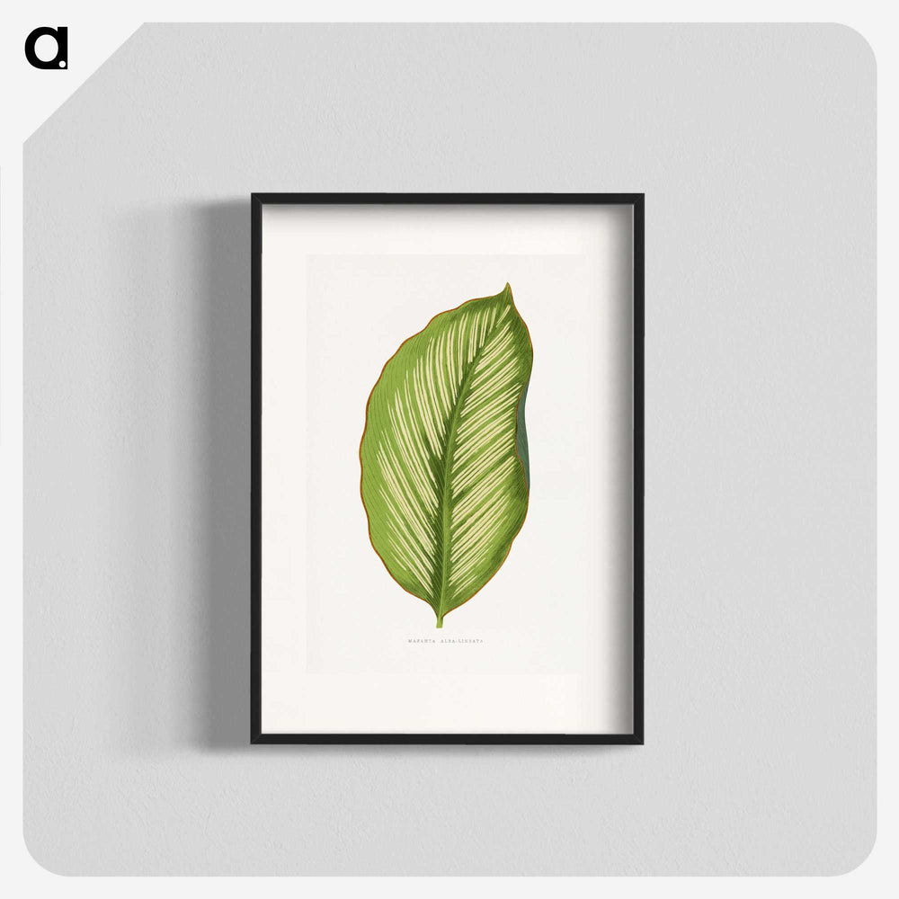 1-69_Plants-with-Colored-Foliage_blk