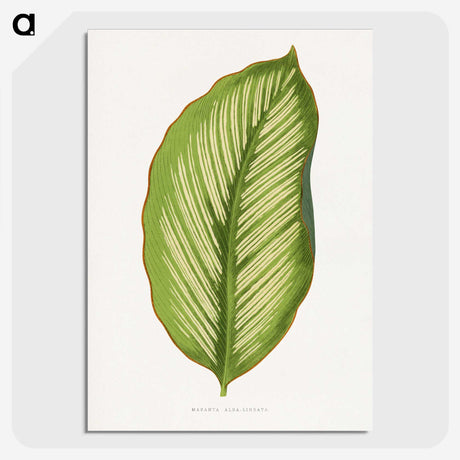 1-69_Plants-with-Colored-Foliage_picture-crop