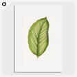 1-69_Plants-with-Colored-Foliage_picture